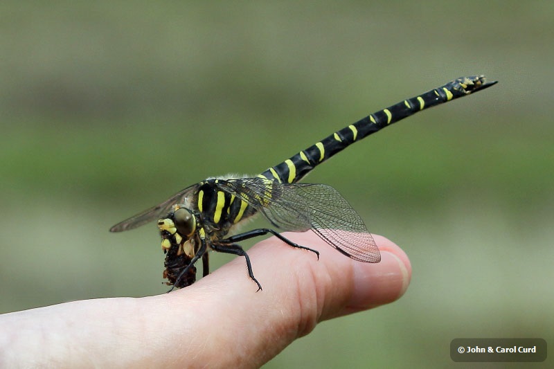 J17_2103 Cordulegaster boltonii female.JPG